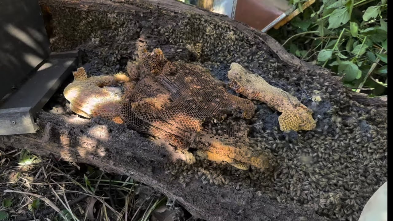 CAPTURAS/ REVISÃO dos Resgates🐝🙏