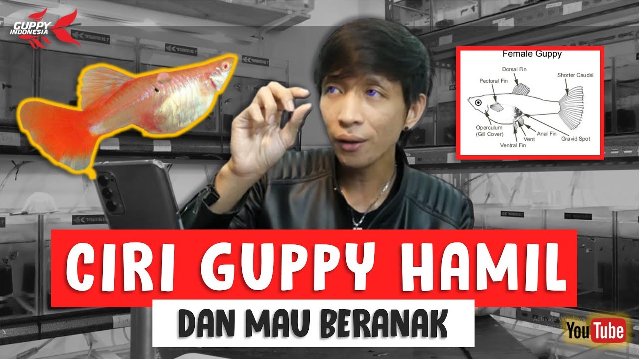 CIRI GUPPY HAMIL DAN MAU BERANAK. CARA MEMBEDAKAN GUPPY HAMIL DAN TIDAK