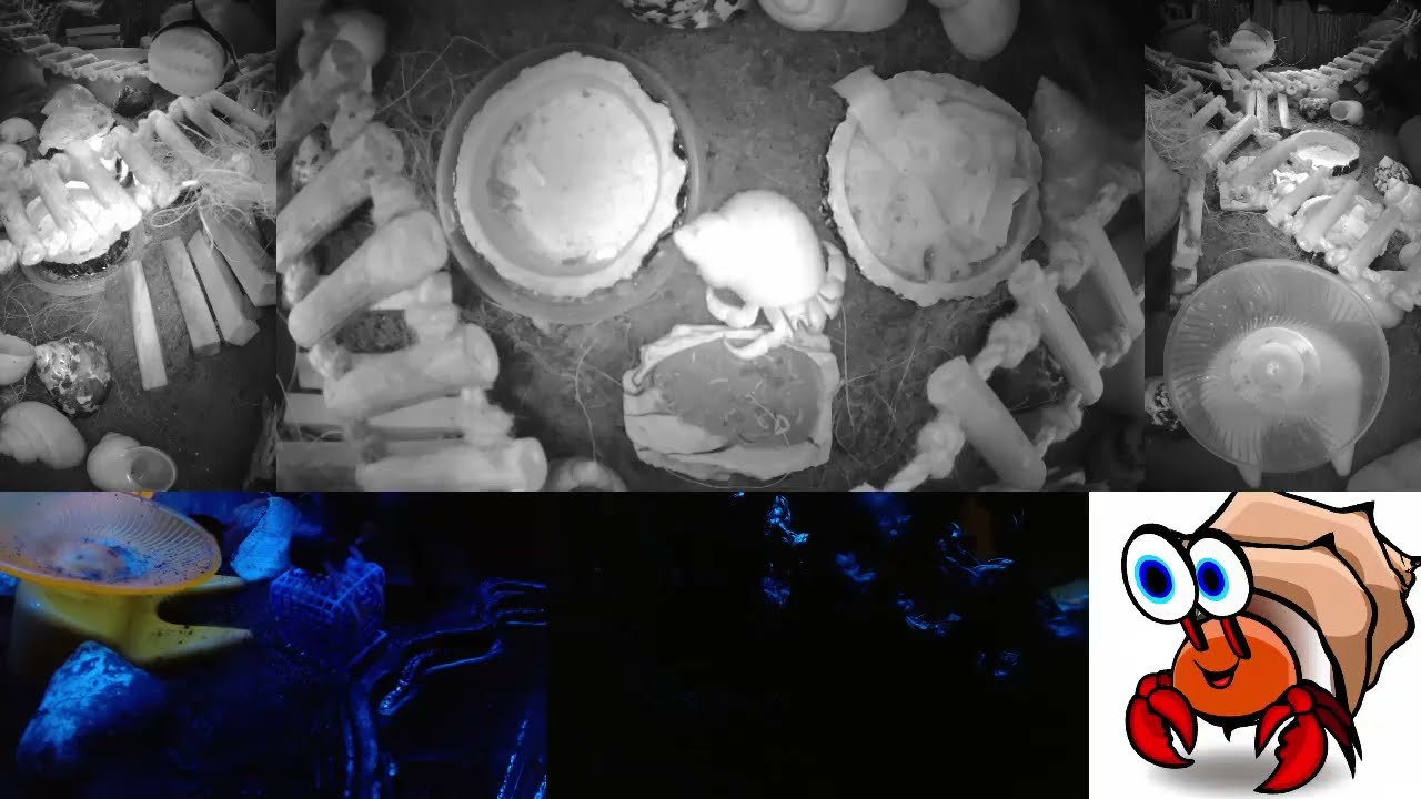 Time Lapse of 24x7 Hermit Crab Live Stream Overnight January 24th - January 25th 2026 (60x)