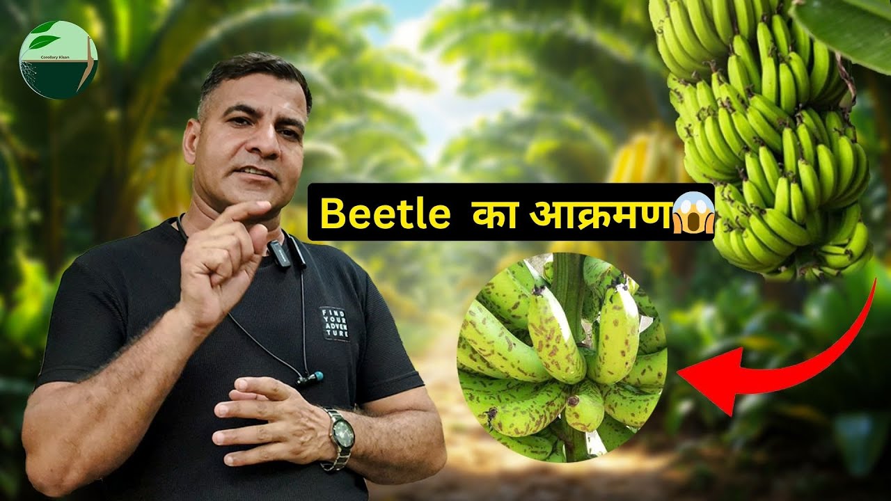 1428-Kisan karyashala केले के पौधे में बीटल की समस्या के उपाय  : Rahul Jawan #banana #farming