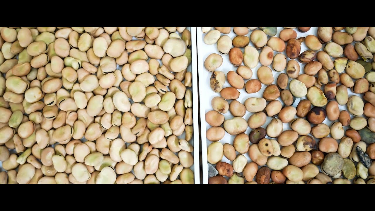 Broad Bean Sorting---H Series for seperating the unqualified broad beans and impurities