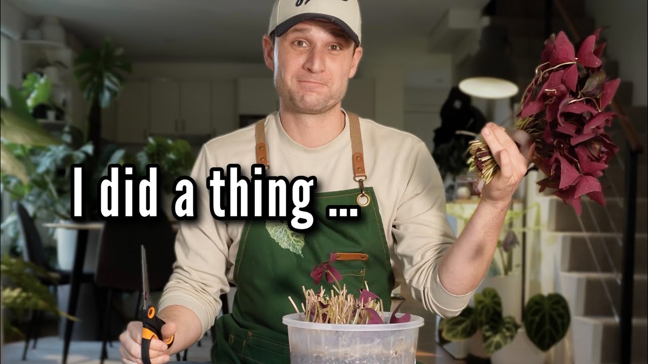 Oxalis Care Tips - How I grew my most popular plant & then cut it off ✄