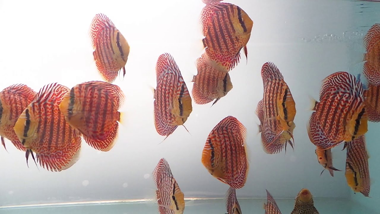 RING LEOPARD DISCUS FROM SM DISCUS FARM