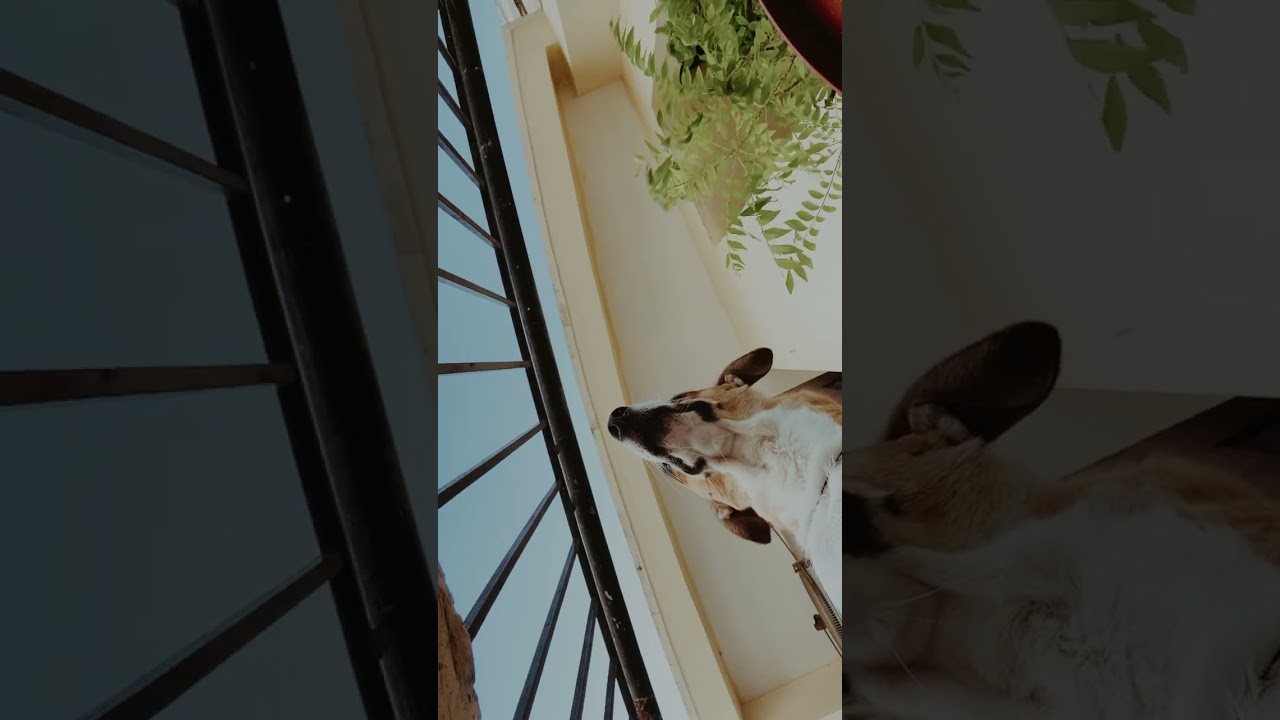 A Day in the Life of Kiki 🐾 | Daily Cuteness Overload!