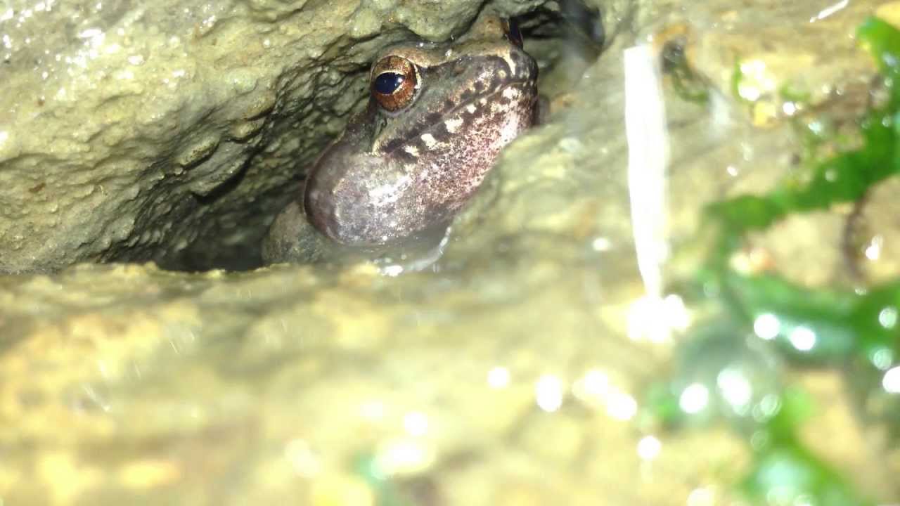 崖の穴で鳴くタゴガエル