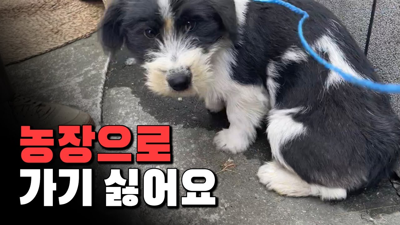 안락사만 피한다고 행복할까요..? 유기견 '코코'의 아프지만 행복한 이야기