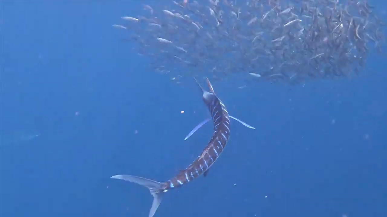 2024 Mexico's Sardine Run & Striped Marlin