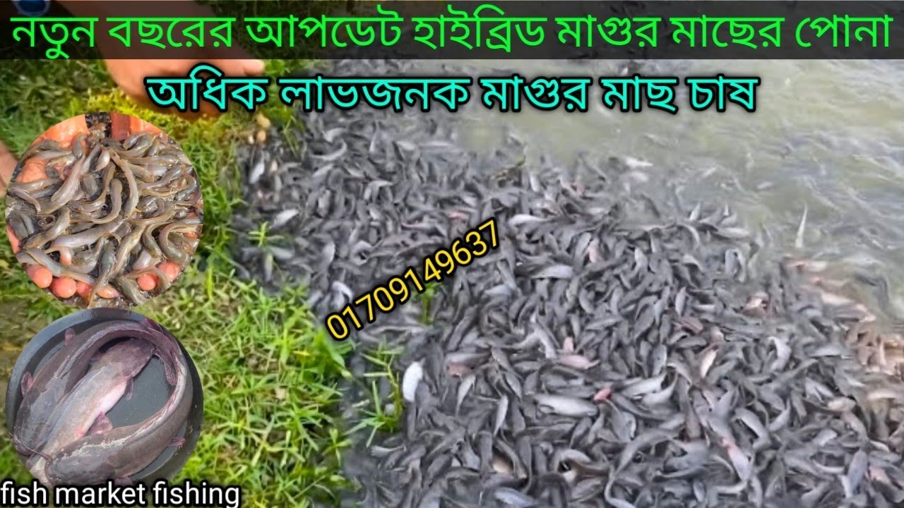 নতুন বছরের আপডেট হাইব্রিড মাগুর মাছের পোনার দাম | হাইব্রিড মাগুর মাছ চাষ পদ্ধতি | ৬০০ পিচে ১ কেজি