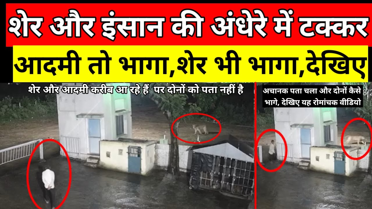 शेर और इंसान की अंधेरे में कैसी टक्कर हुई आदमी भी भागा, शेर भी भागा #gir #lions #sasangir #animals 