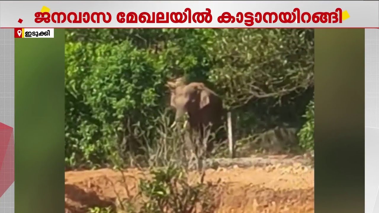 ഇടുക്കി ഏലപ്പാറയില്&zwj; ജനവാസ മേഖലയിൽ കാട്ടാനയിറങ്ങി | Wild Elephant | Idukki