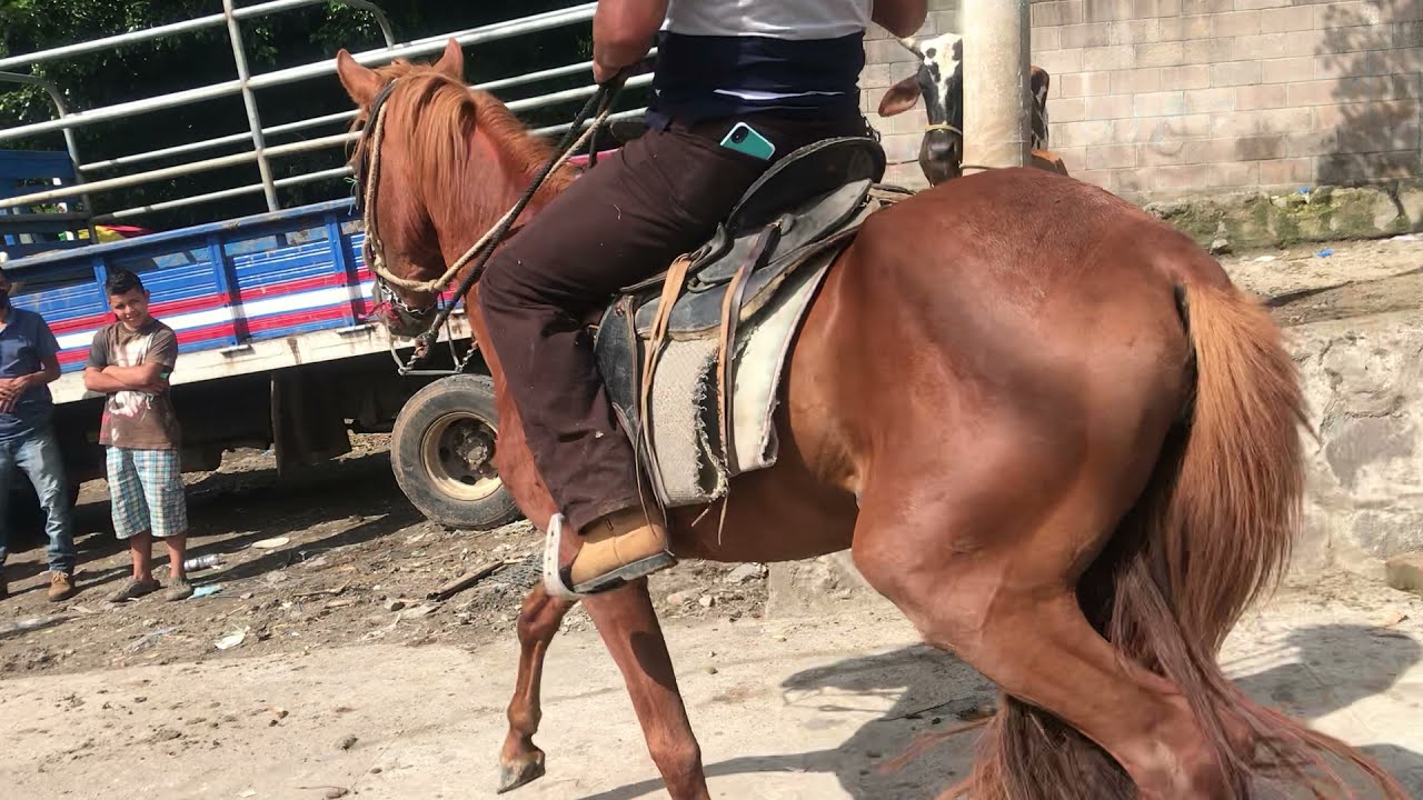Caballos y potrancas. San Rafael Cedros.