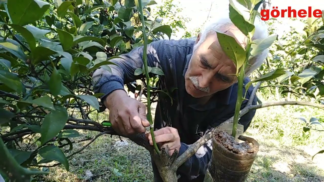 Havai Aşılama Nasıl Yapılır Ağaçlarda Havai Köklendirme Nasıl Yapılır? Dalında Limon Köklendirme