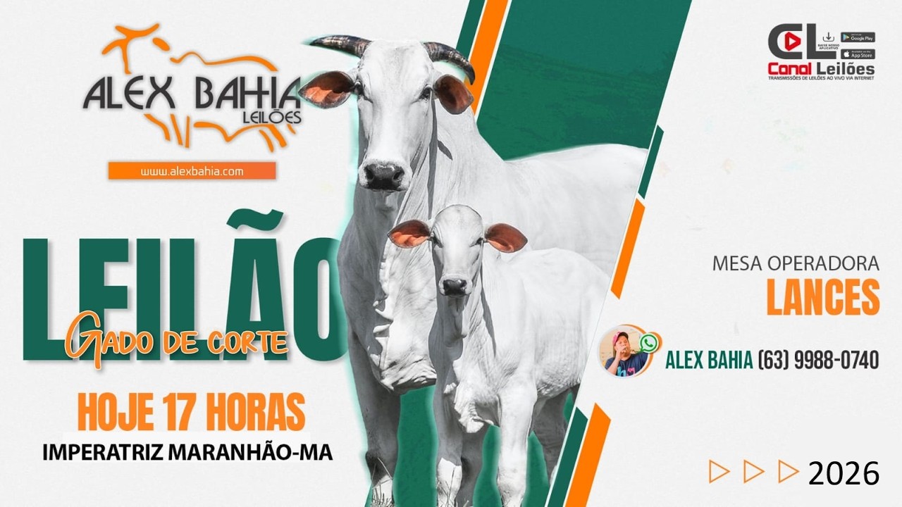 Canalleiloes.com | LEIL&Atilde;O  GADO DE CORTE ALEX BAHIA LEIL&Otilde;ES | IMPERATRIZ-MA - 09/03/2026
