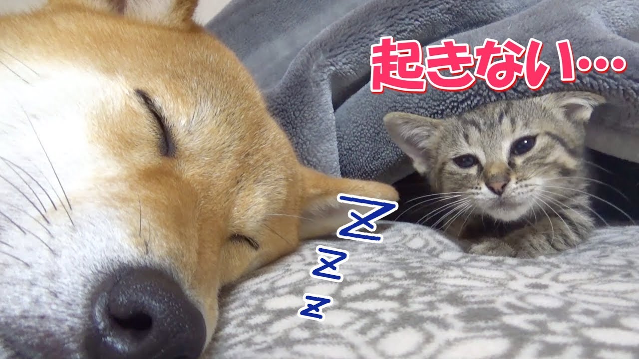 どれだけ子猫にじゃれられても今日は寝ると決めた柴犬---Shiba Inu decide to go to bed---