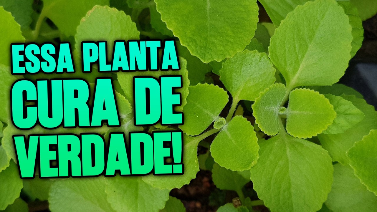 HORTEL&Atilde; PIMENTA ou FOLHA GROSSA? Descubra as Diferen&ccedil;as, Benef&iacute;cios e Como Fazer o Ch&aacute; Perfeito! 🍃💚