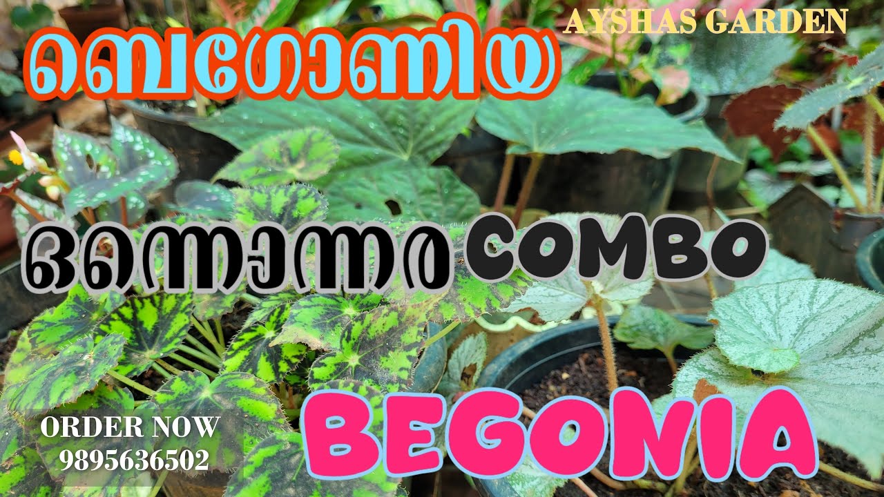 വീണ്ടും ചെടികളുടെ വമ്പൻ offer sale |AYSHA’S GARDEN| BEGONIA COMBO