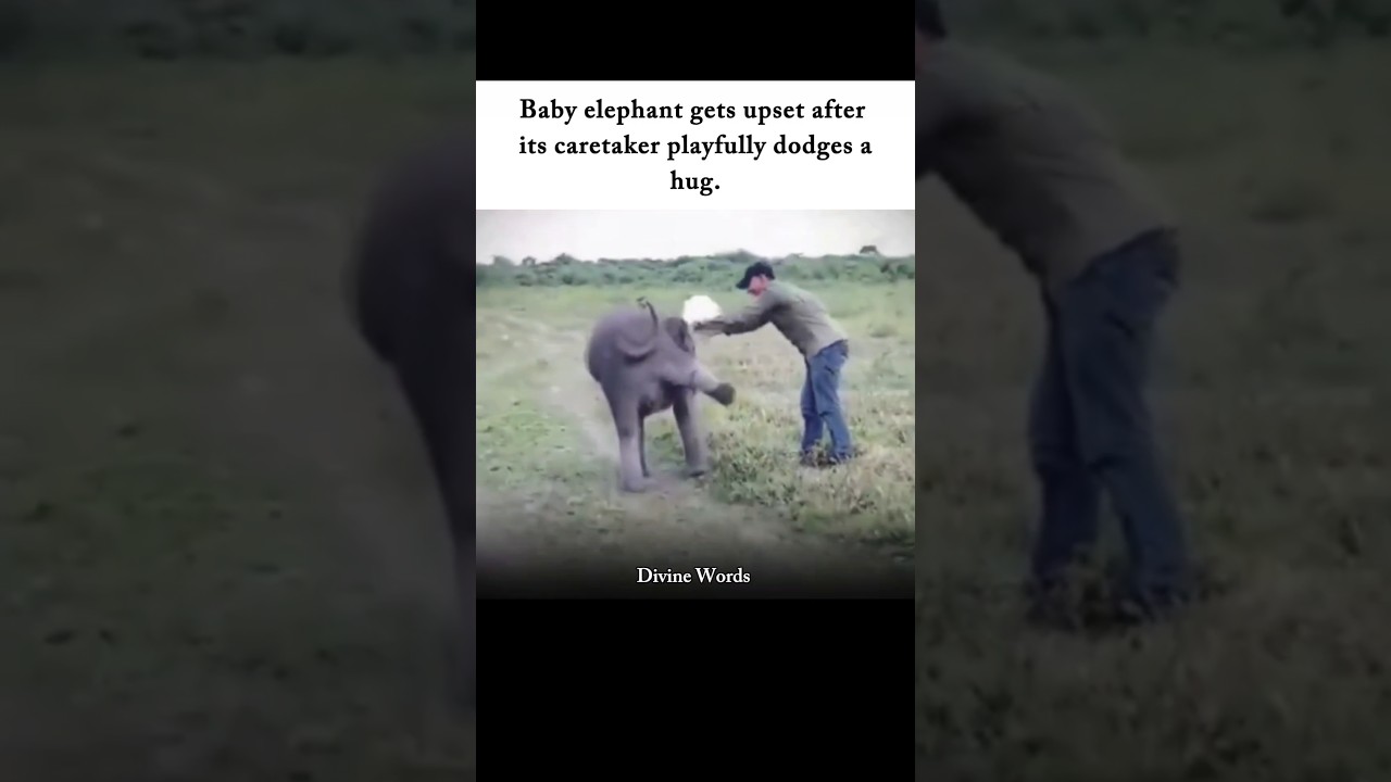 He Refused the Hug&hellip; And the Baby Elephant Took It Personally 😂 #elephant #funnyanimals #animalshorts