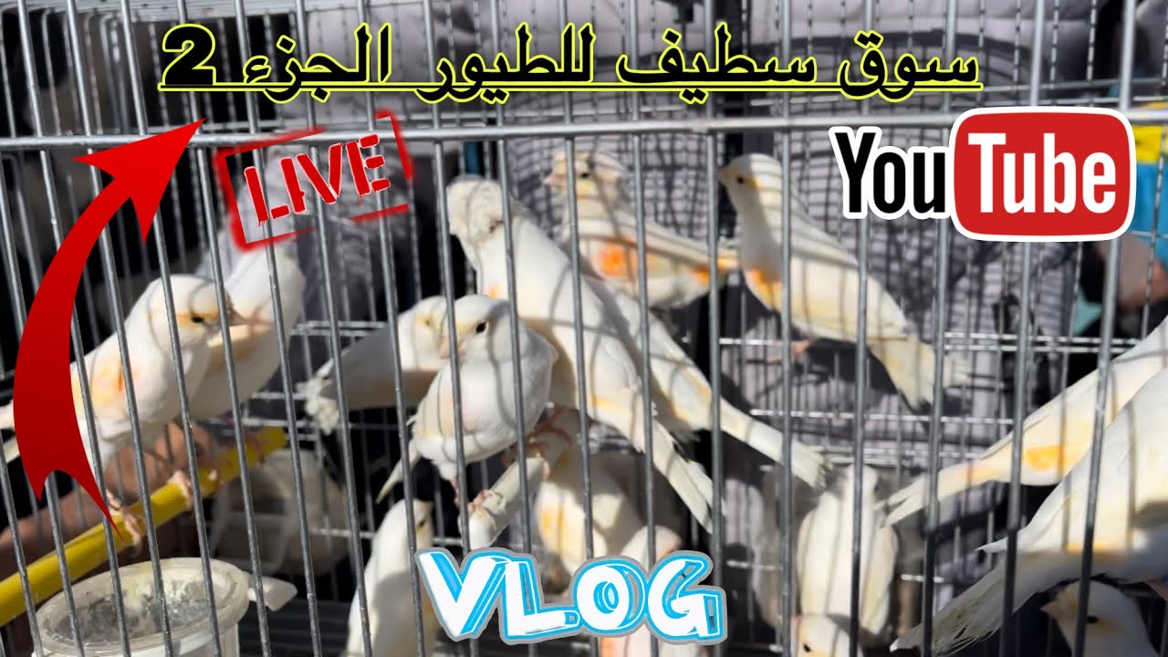 ♦️إنتعاش تجارة طيور الزينة هذا الأسبوع من سوق سطيف للطيور/ عروض جديدة للبيع 🆕