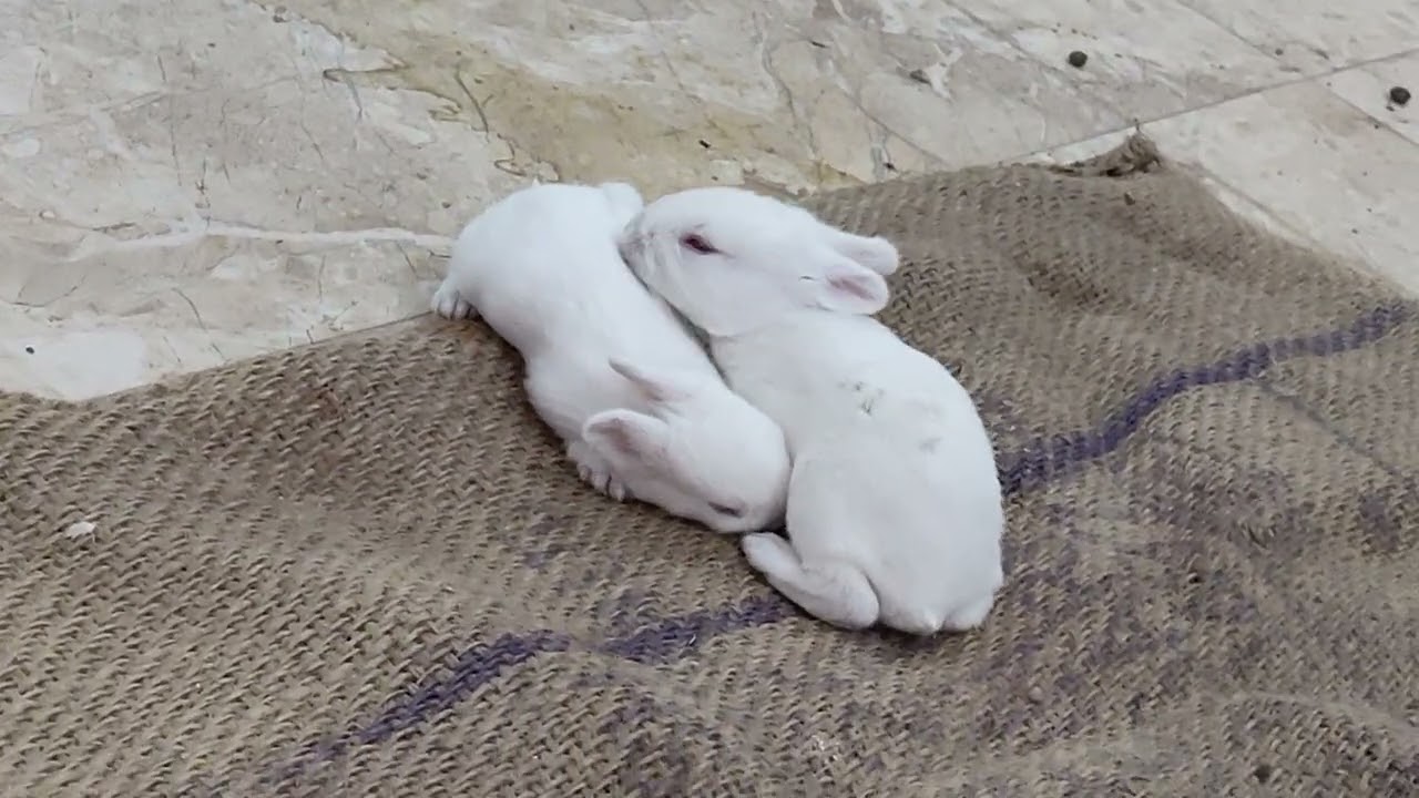 Cute bunny ☺️🐰 15 days rabbit baby's 😍