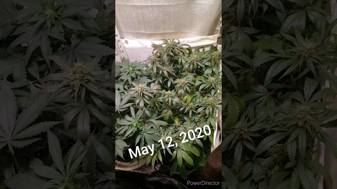 21+ Cannabis Flower Room Update May 12, StickyBuds