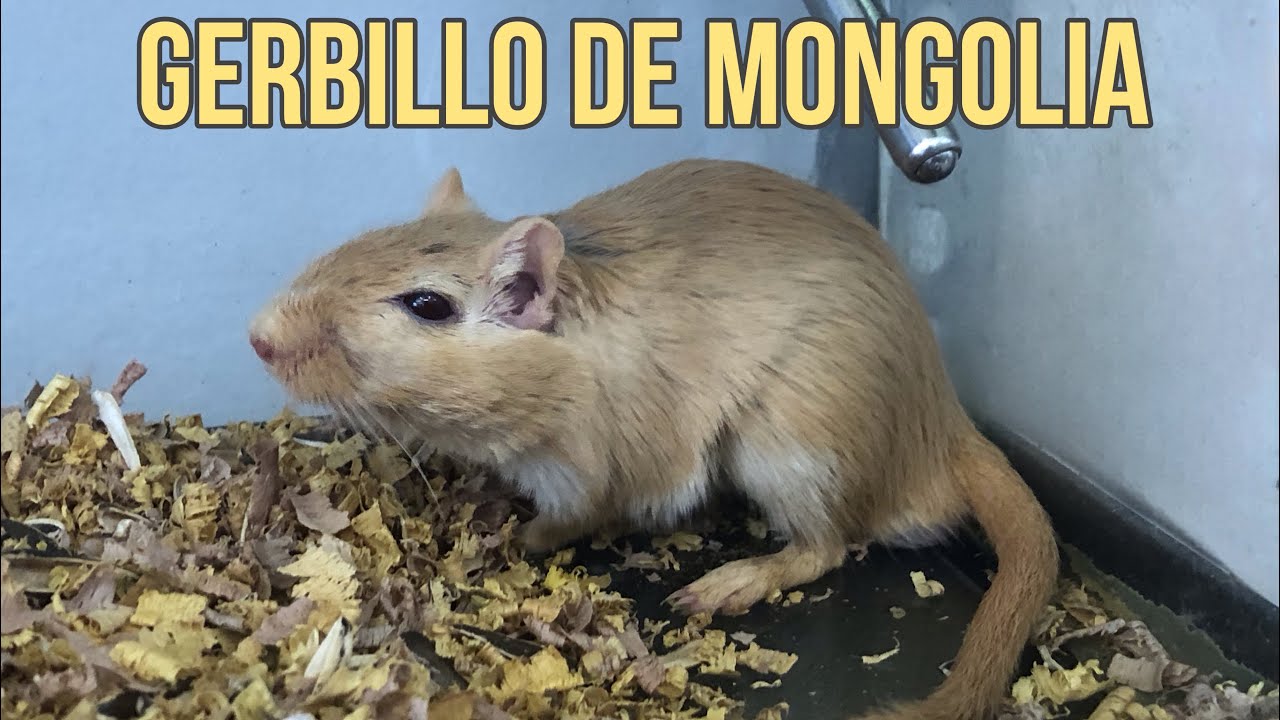Gerbillo de Mongolia