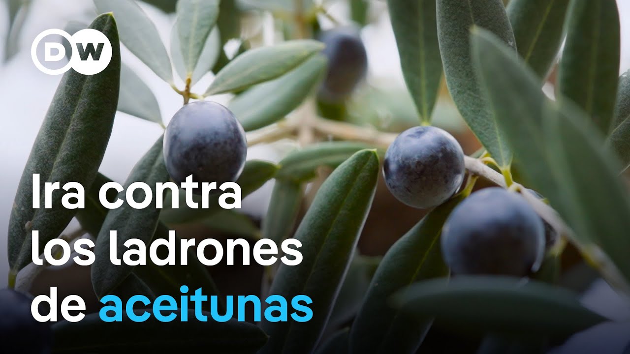 Bandas criminales se benefician de la crisis del aceite de oliva en España | DW Documental