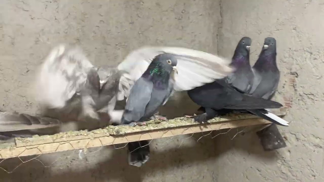 Yeni güvercinler geldi hepsi bir birinden güzel güvercin-konya