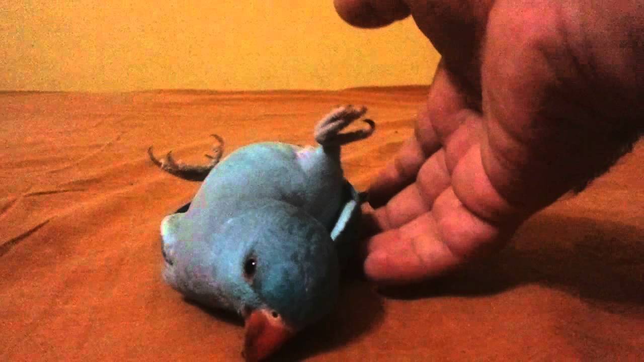 Parrot trick training : play dead trick