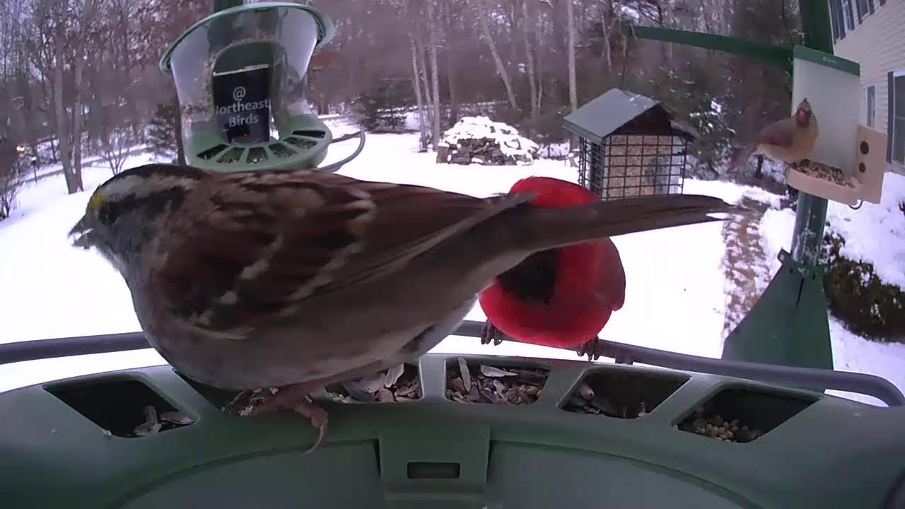 Super Triple Feeder in Freezing, Snowy New England! Northern Cardinals, Northern Speckled Woodpecker