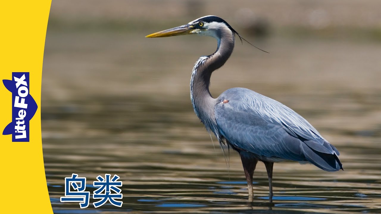 Meet the Animals 认识动物｜Birds 鸟类合集｜中文动画｜中文启蒙｜Little Fox Chinese｜Chinese Stories for Kids