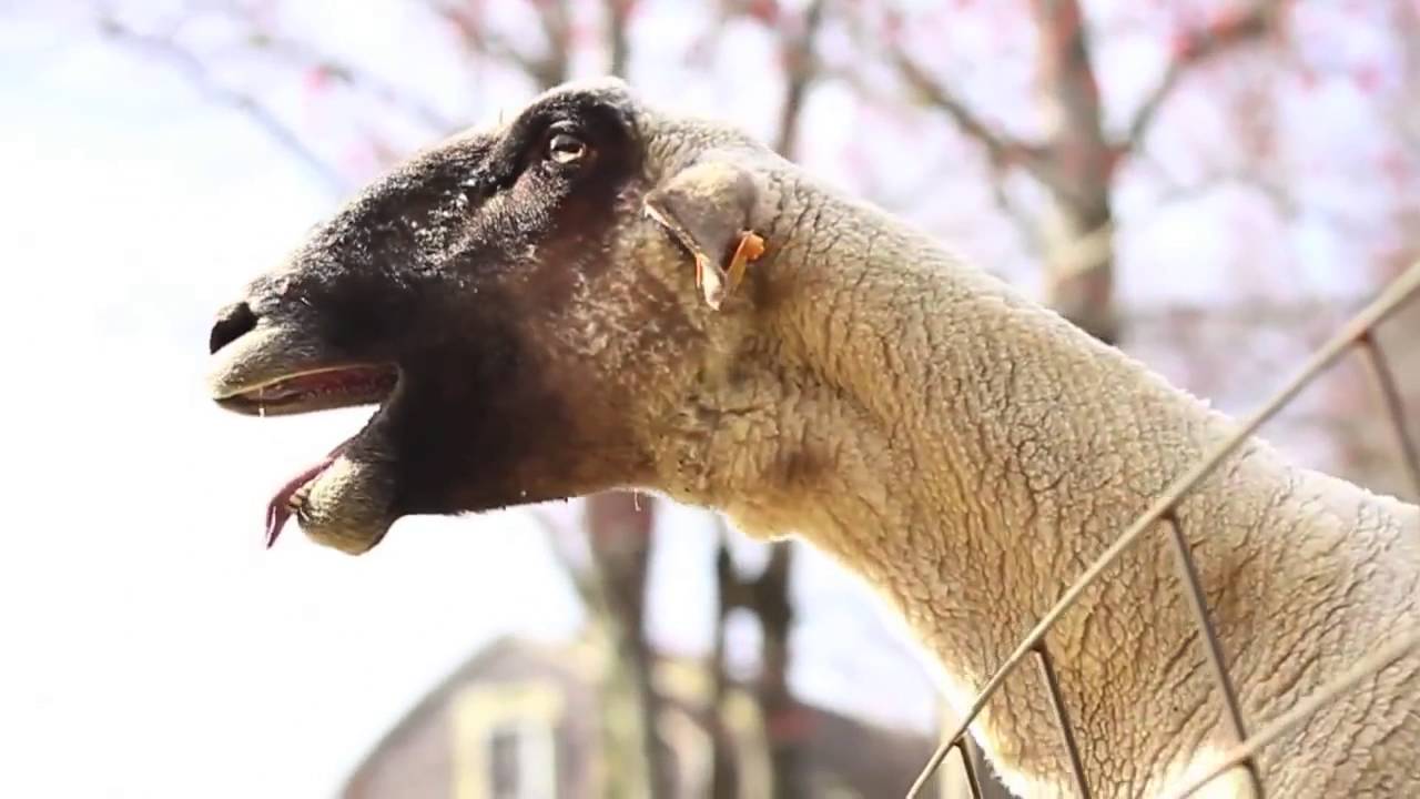 Goats Yelling Like Humans - Super Cut Compilation