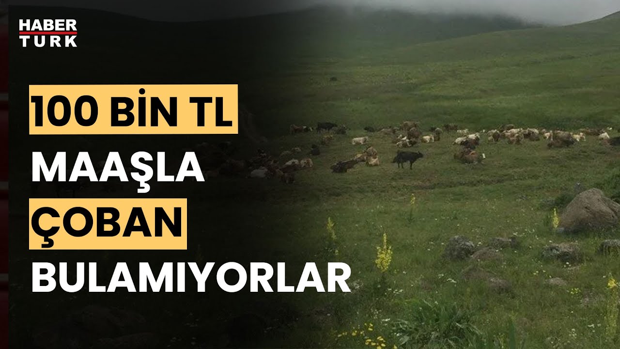 Yetiştiricilerden çoban isyanı: 100 bin lira maaşla çalıştıracak eleman bulamıyorlar