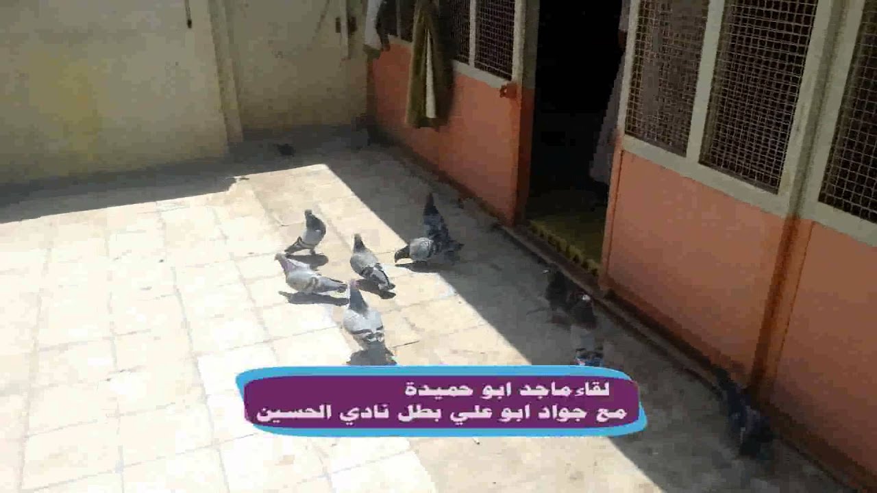 زاجل عراق البطل جواد ابو علي