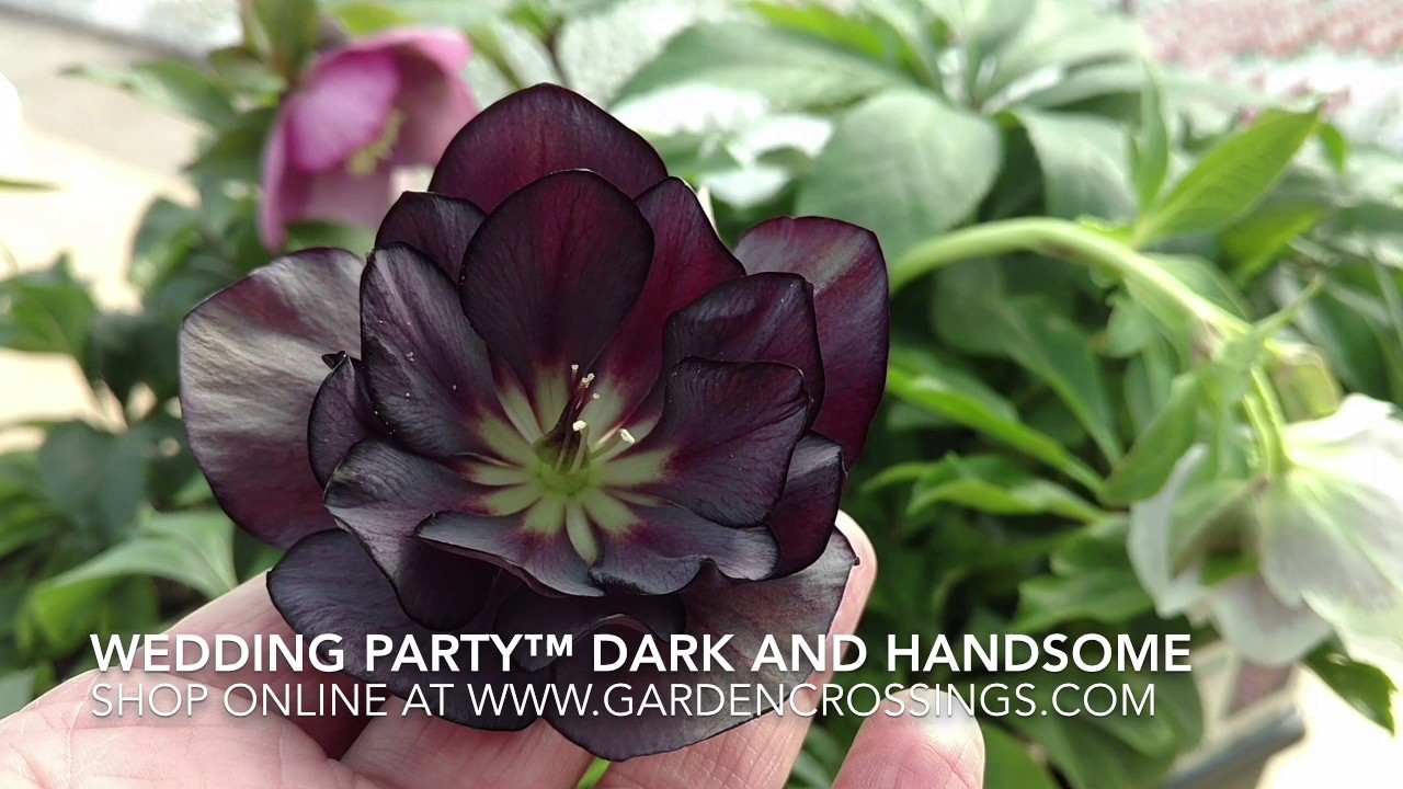 Wedding Party™ 'Dark and Handsome' Helleborus