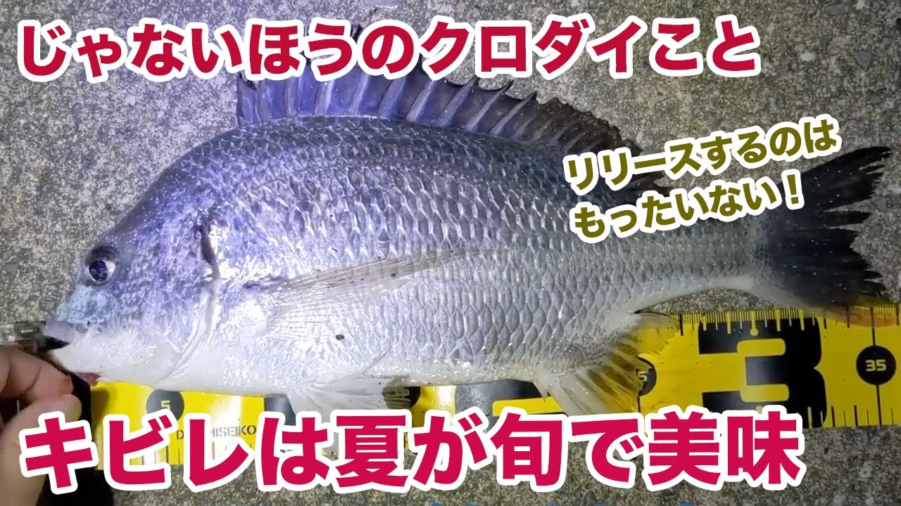 「じゃないほうのクロダイ」ことキビレが旬なので釣って食べた