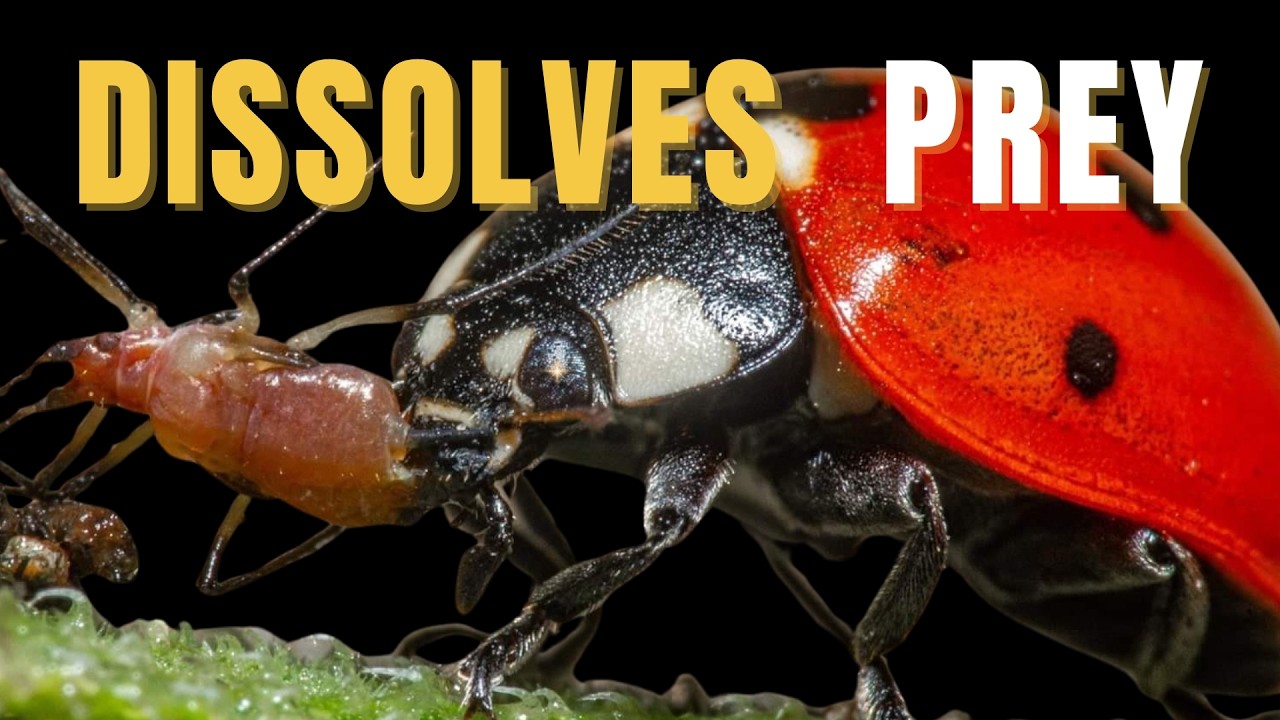 Ladybugs Aren’t Cute. They Dissolve Their Prey