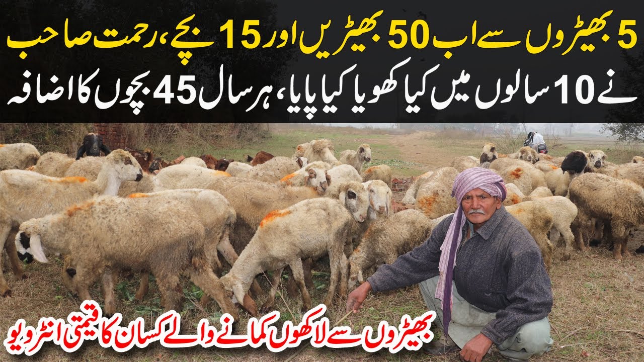 Sheep Farming in Pakistan | Rehmat Sheep Farmer | Sheep Farming VS Goat Farming | Sheep Farming