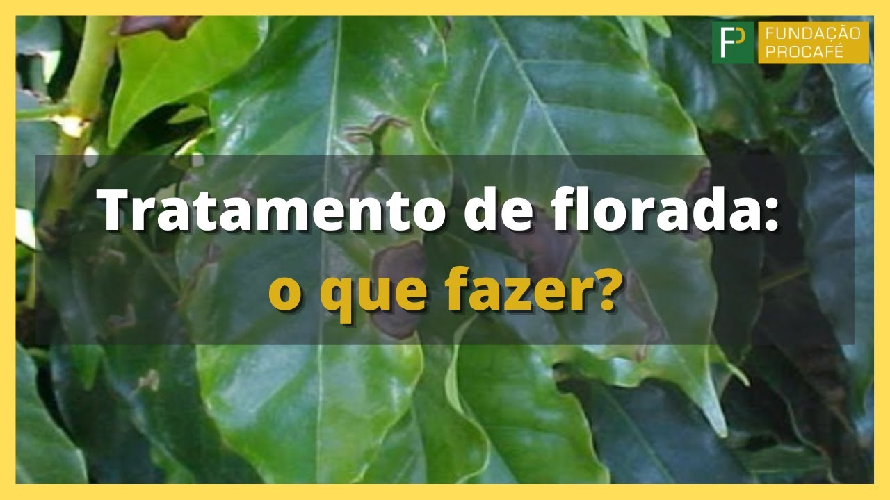 Podcast #53 – Tratamento de florada: o que fazer?