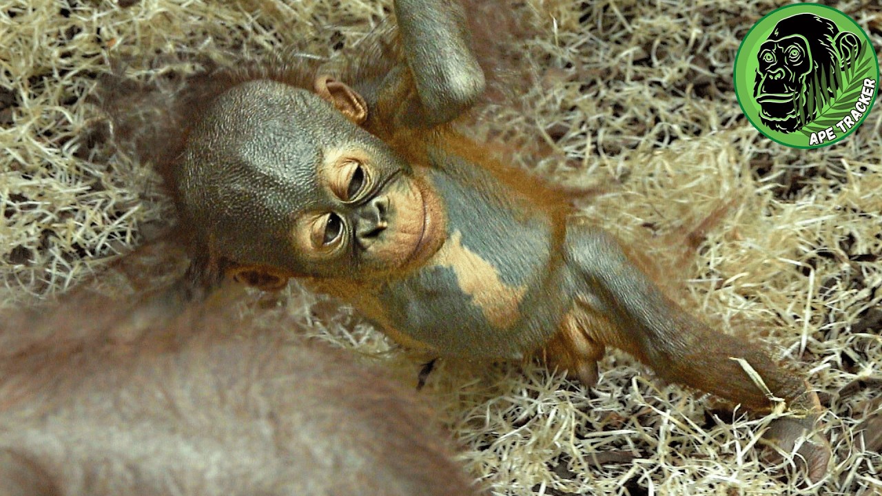 Baby Orangutan Wobbly Playtime ! 🦧🥰