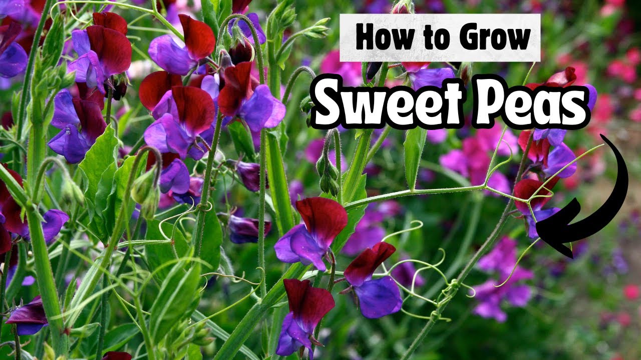 How to Grow Sweet Pea Flowers from Seed: Easy Step-by-Step Guide