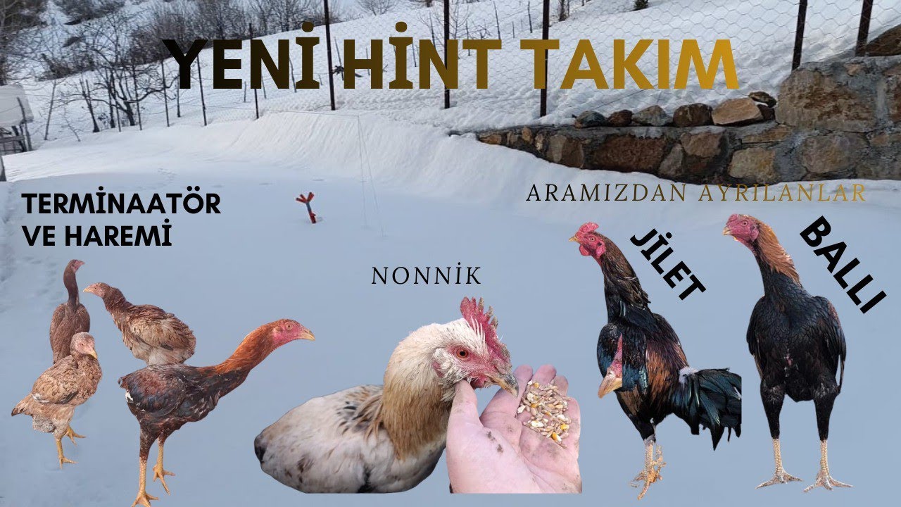 KARLI HAVA DA HİNT TAKIMLAR YAPTIM ARAMIZDAN AYRILANLAR OLDU  KÜMESİN SON DRUMU VE KÜMES GEZİSİ 