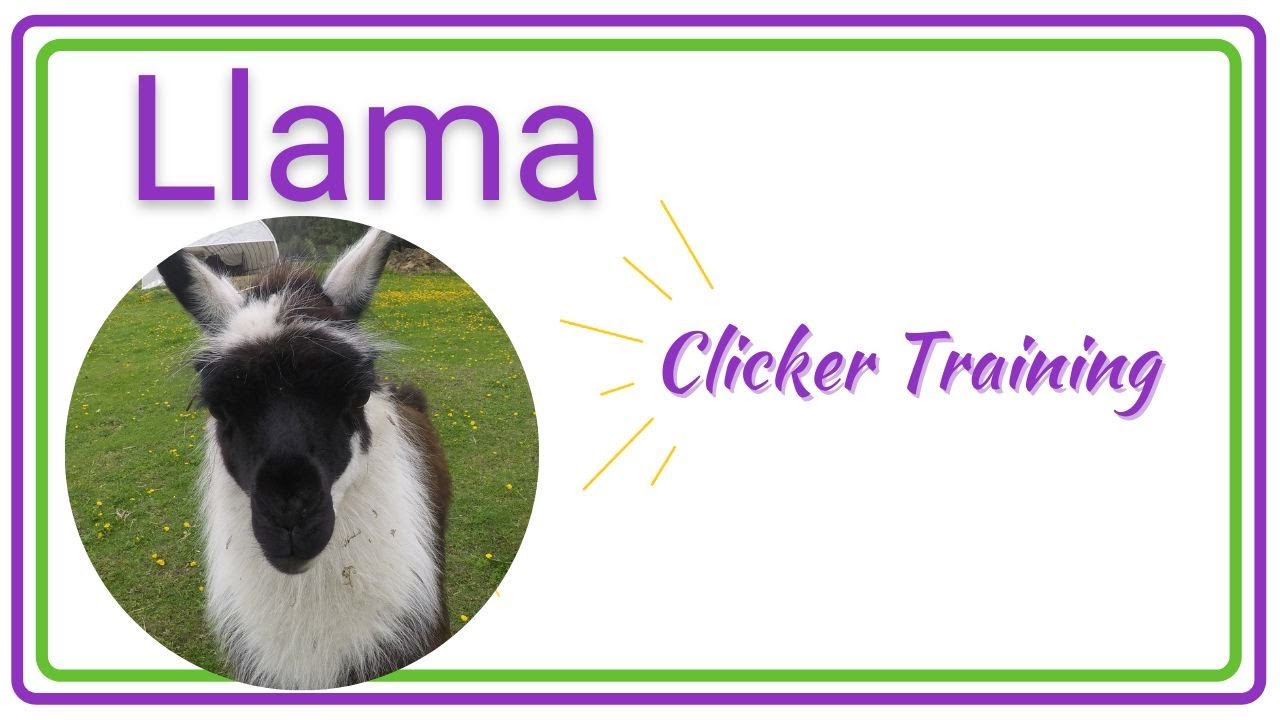 Haltering Thoreau the Wild Llama with clicker training