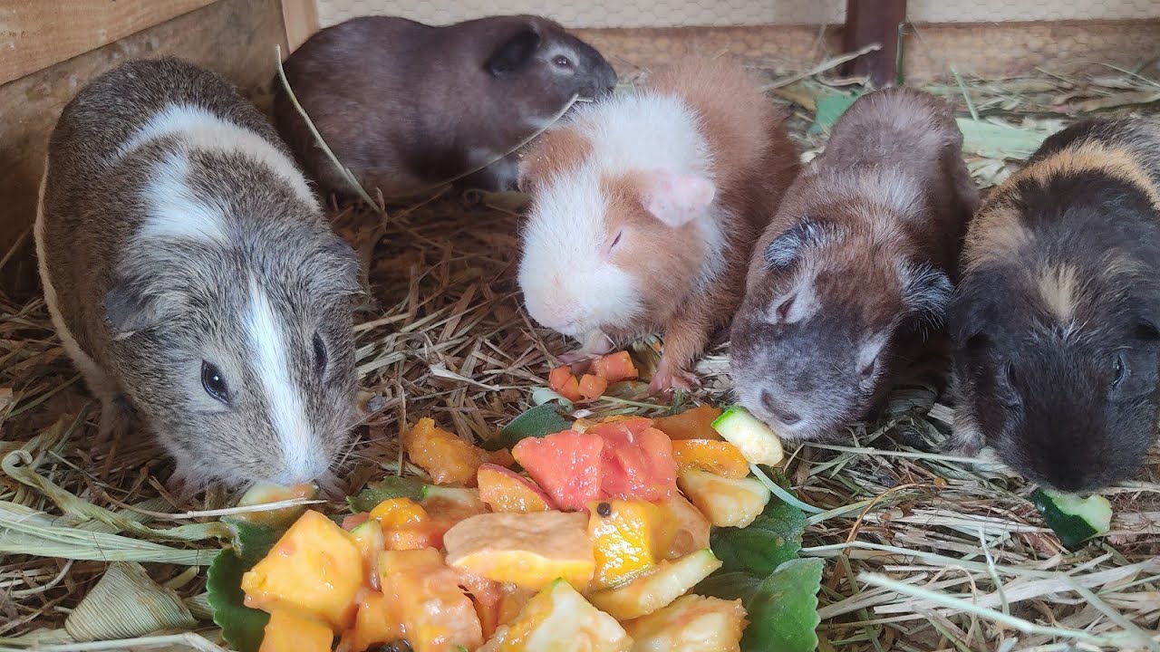 Como melhorar a alimentação do seu porquinho da índia! Assistam o vídeo completo e entendam mais.