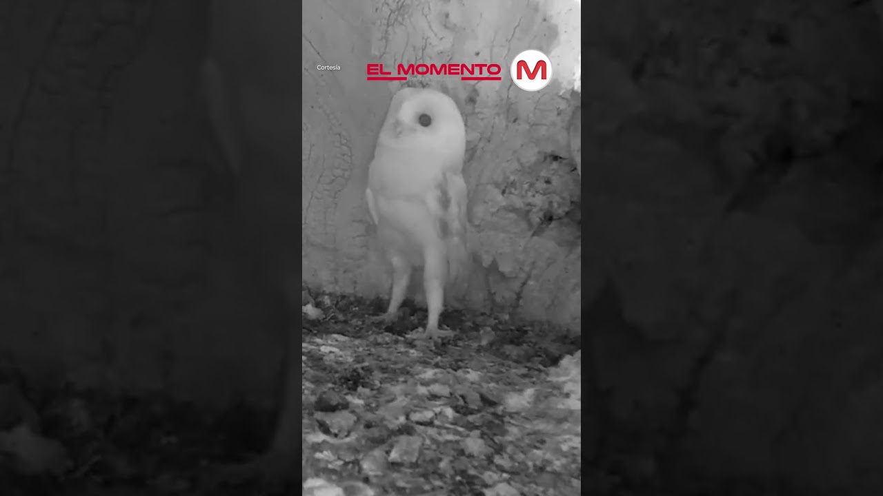 Esta es la reacci&oacute;n de un beb&eacute; b&uacute;ho al escuchar una tormenta el&eacute;ctrica por primera vez
