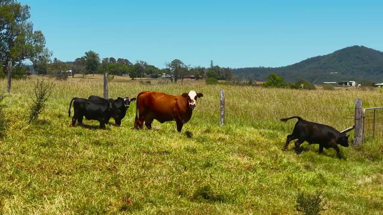 1436 Gowings Hill Road, Sherwood  |  Rural Sales