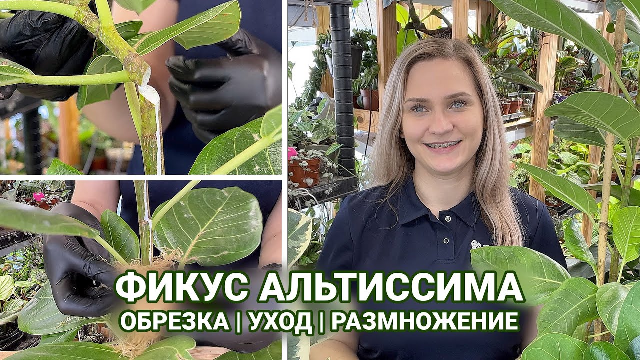 ОБРЕЗКА ФИКУСА АЛЬТИССИМА | РАЗМНОЖЕНИЕ И УХОД