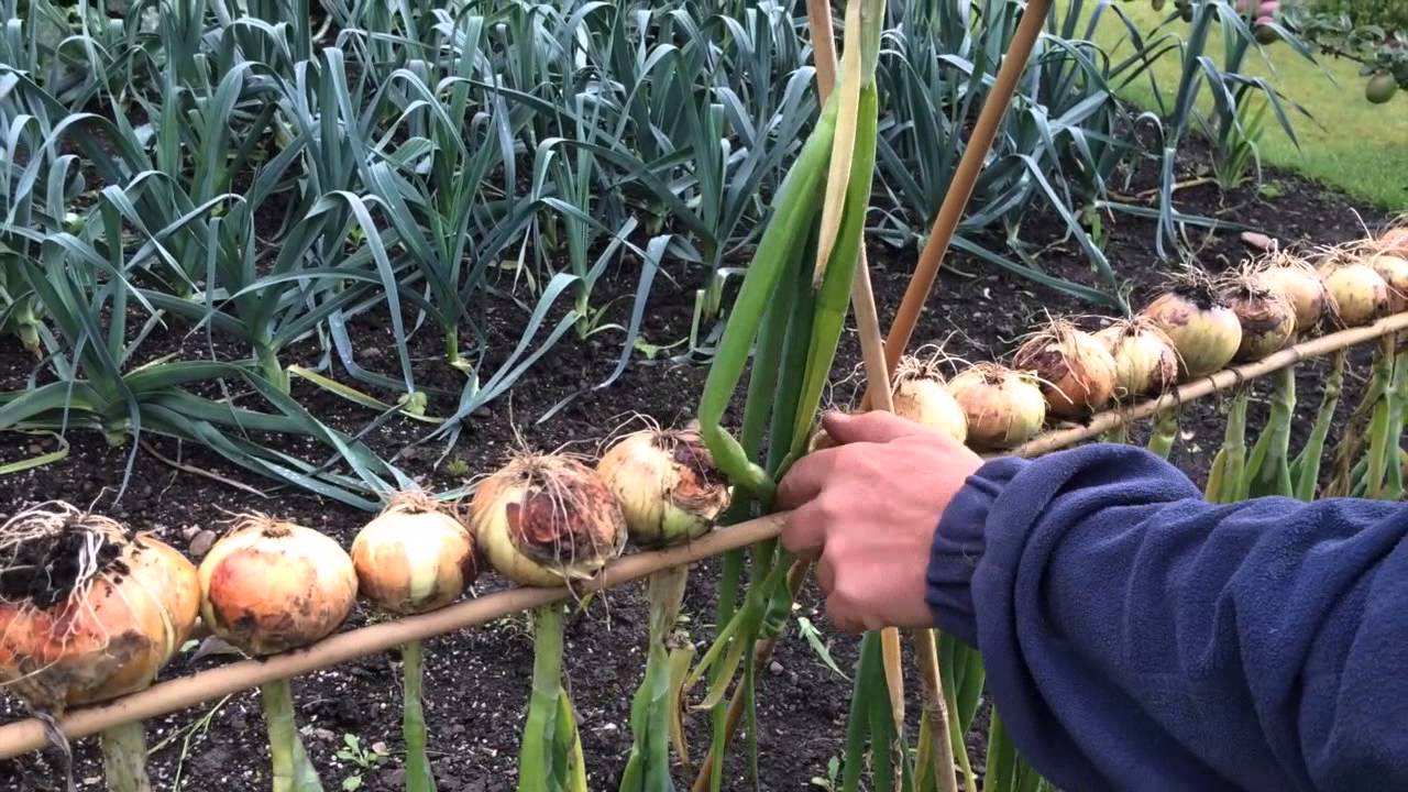 Drying Onions the John  Battye Way.