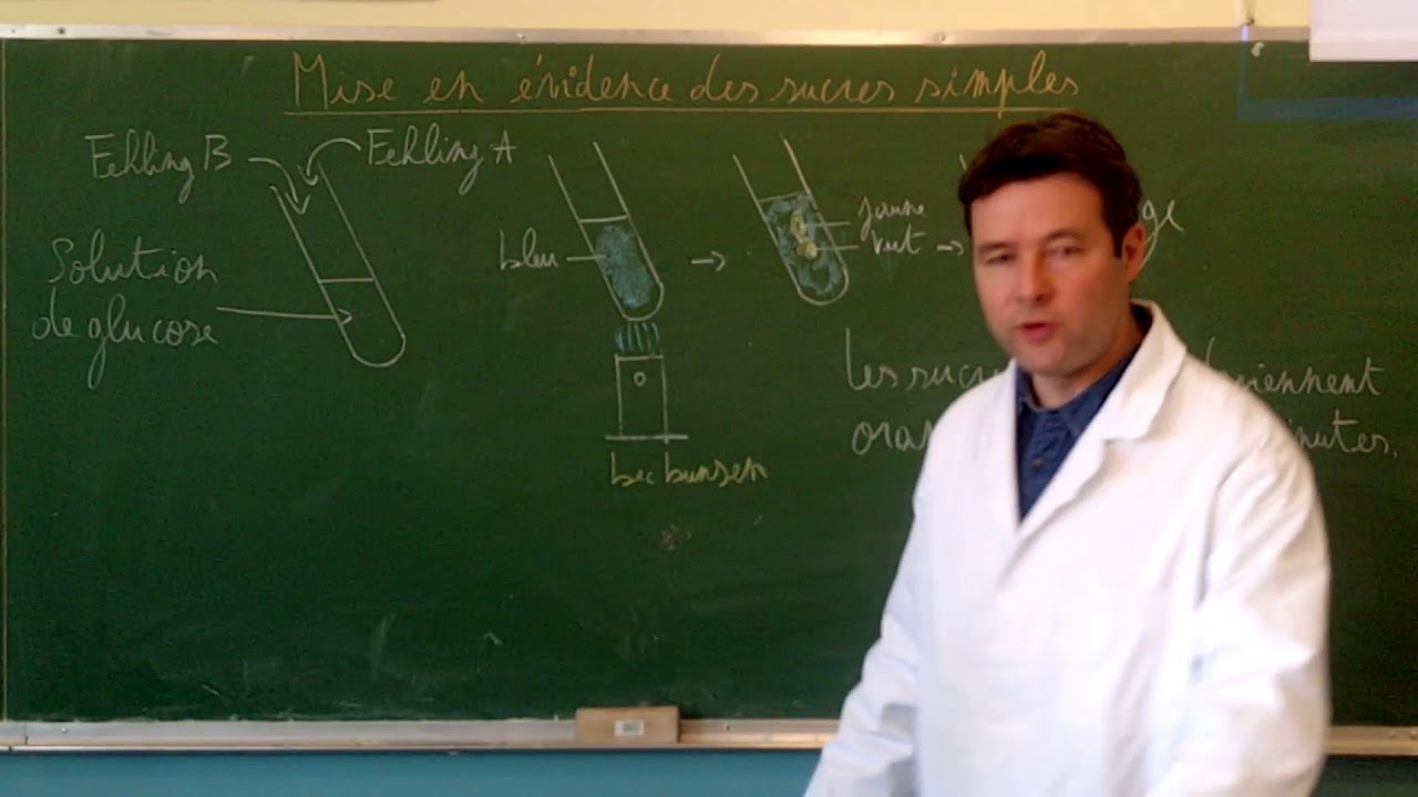 mise en &eacute;vidence des sucres simples