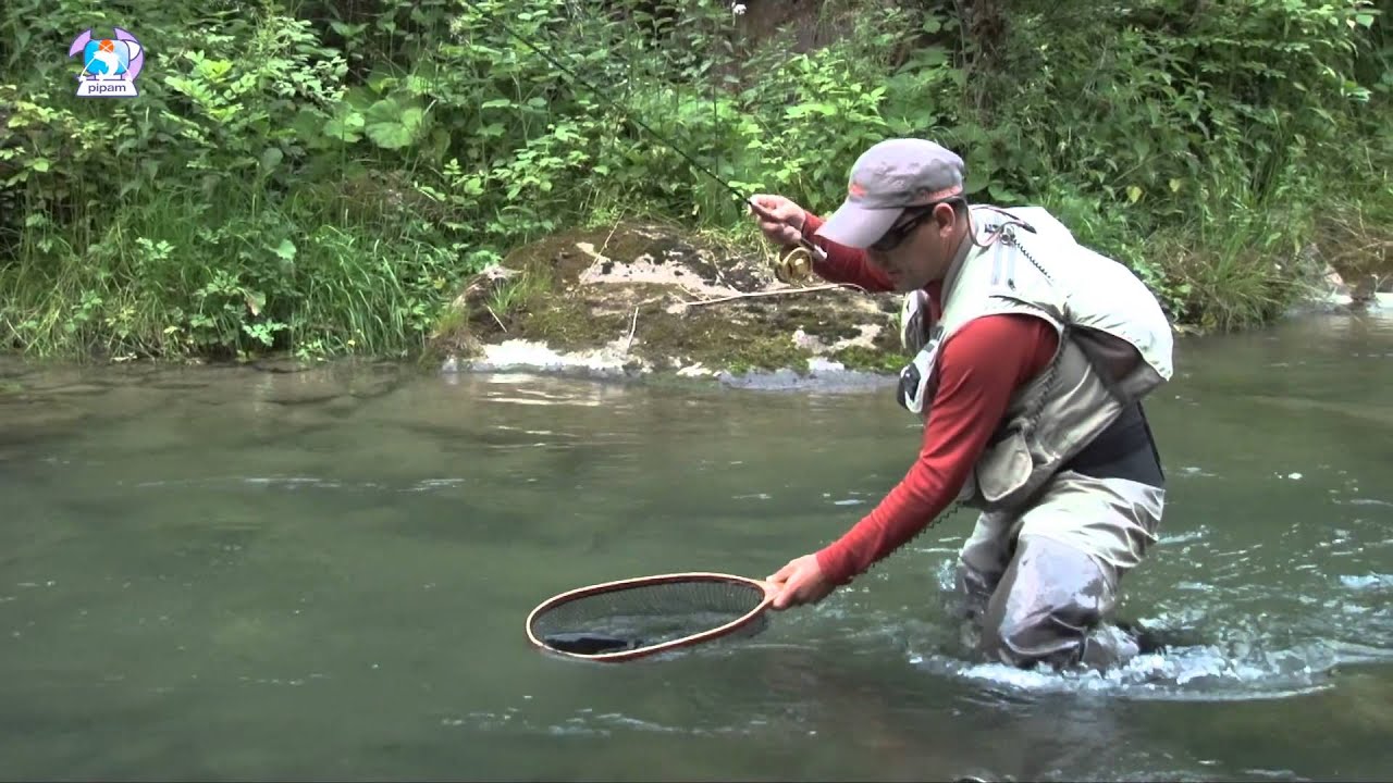 On dry fly  pesca a mosca secca in torrente fishing brown trout