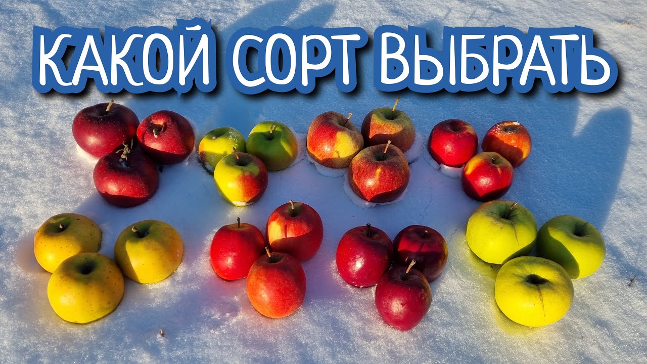 ЗИМНИЕ СОРТА ДЛЯ ХРАНЕНИЯ